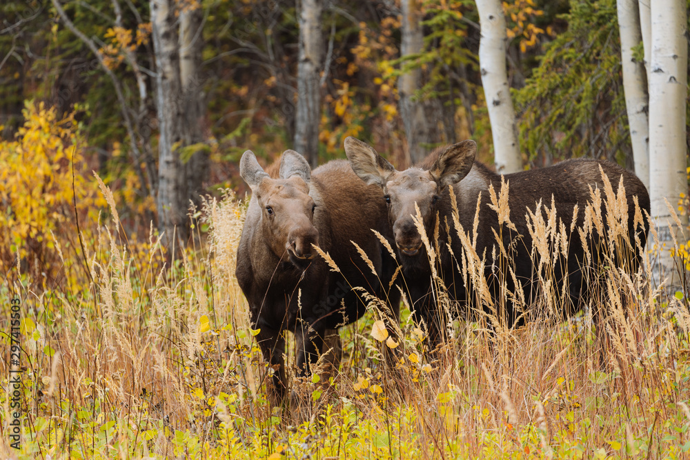 Fototapeta premium Mother moose with calves in high grass in Alaska
