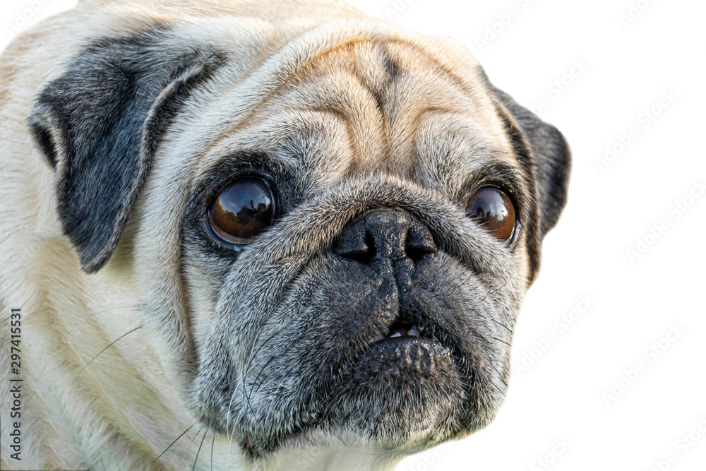 Sad Dog Pug. Pug with a surprised look. dog isolated on a white background.