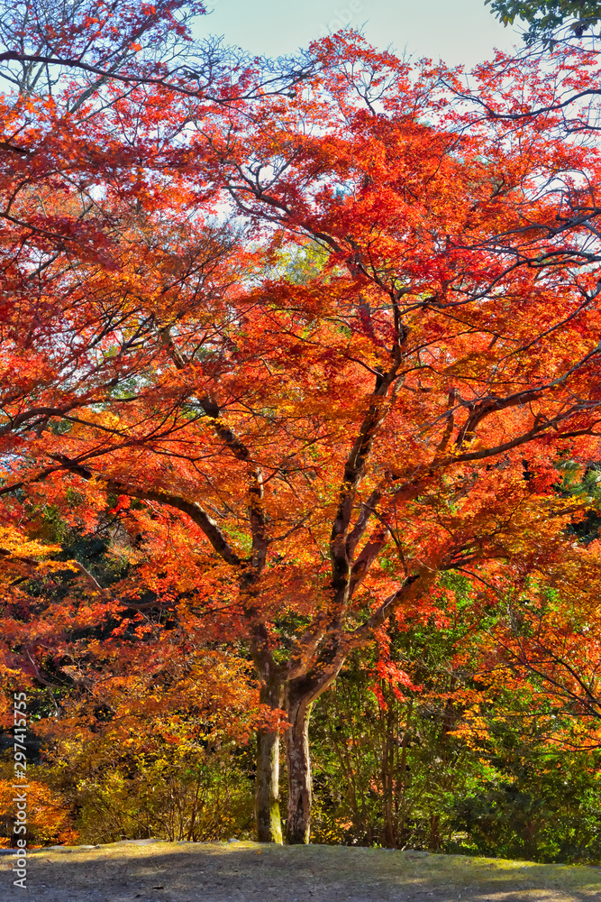 嵐山の紅葉