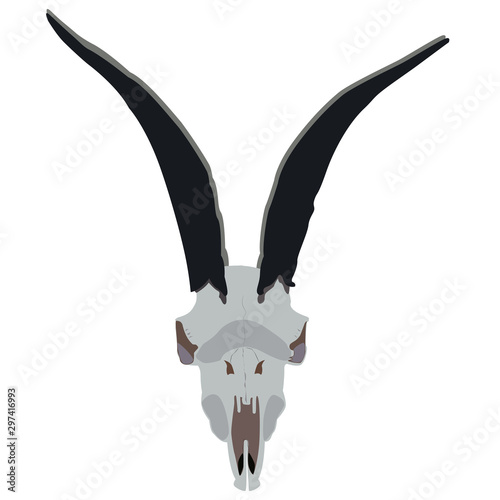 the skull of a goat