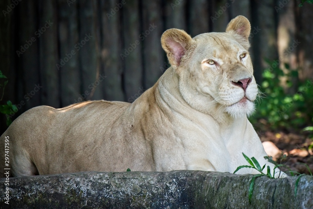Obraz premium Beautiful lioness resting and observing the surroundings