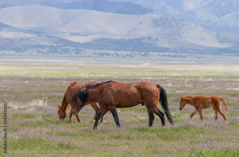 Herd of Wild Horses in the Utah Desert in Spring