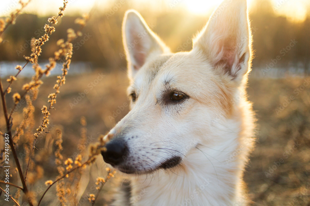 Cute bastard dog closeup outside at nature Cute bastard dog closeup outside at nature
