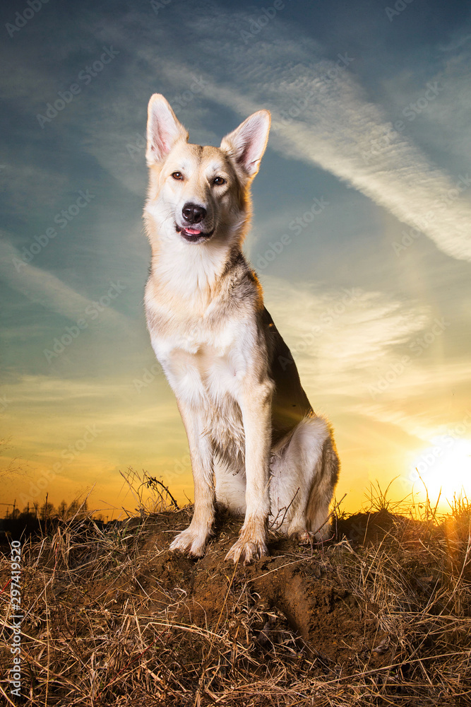 Beautiful mongrel dog close up in sunset lighting background.
