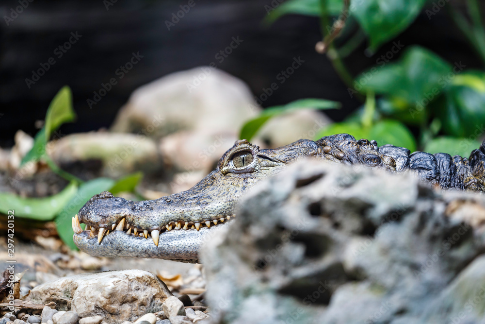 The spectacled caiman known as Caiman crocodilus if it reposes out of the water The spectacled caiman known as Caiman crocodilus if it reposes out of the water