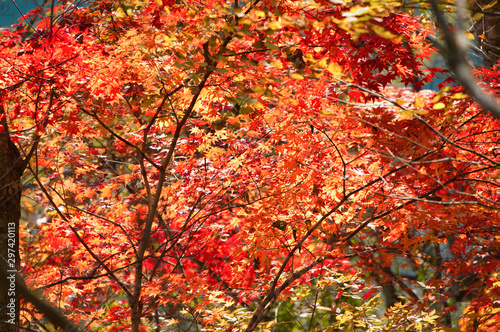 水辺の紅葉