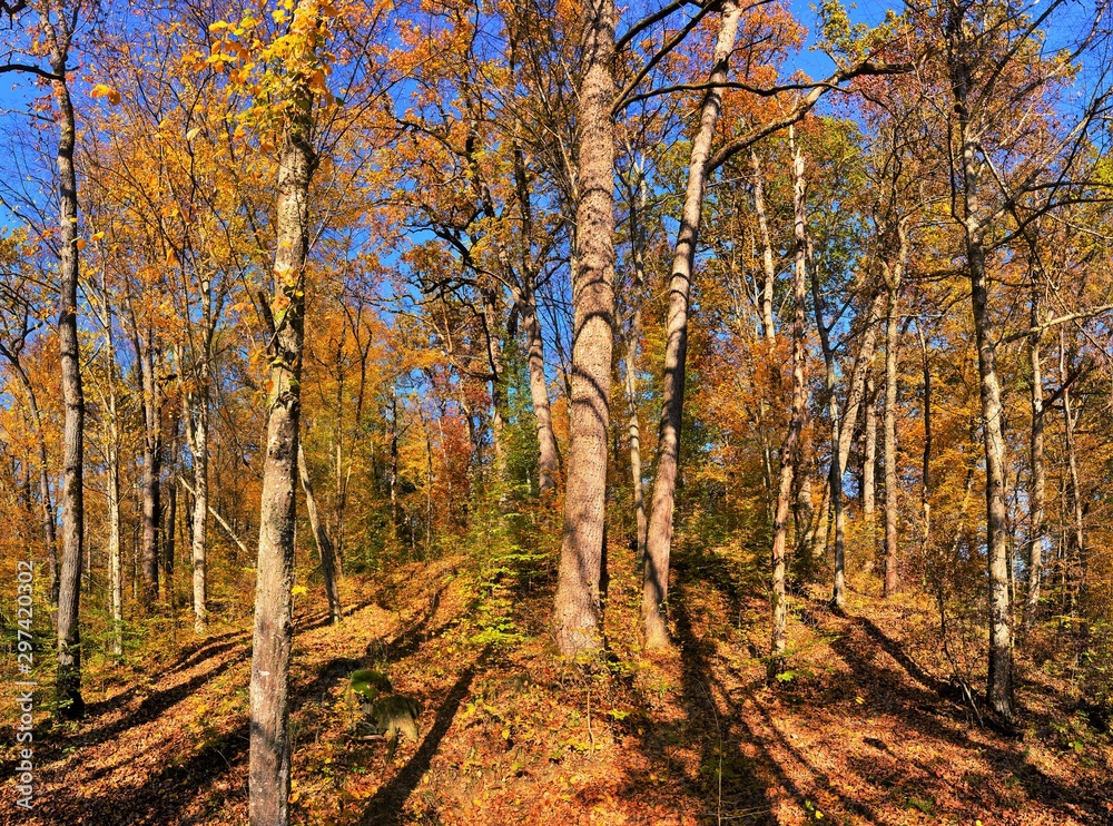 Obraz premium autumn in an old deciduous forest