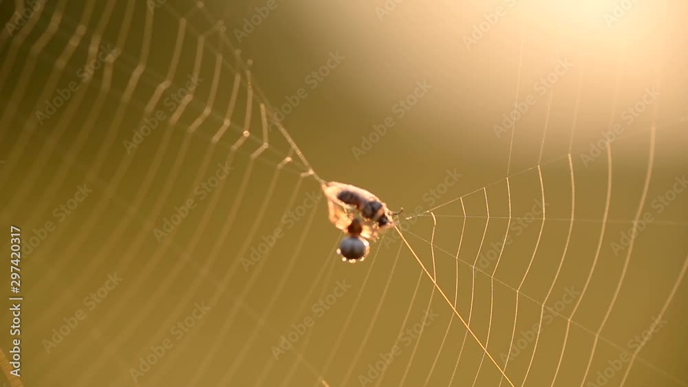 A spider weaves its prey into a cocoon, on a spider's web on a summer morning a fly got caught in the web