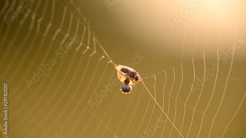 A spider weaves its prey into a cocoon, on a spider's web on a summer morning a fly got caught in the web