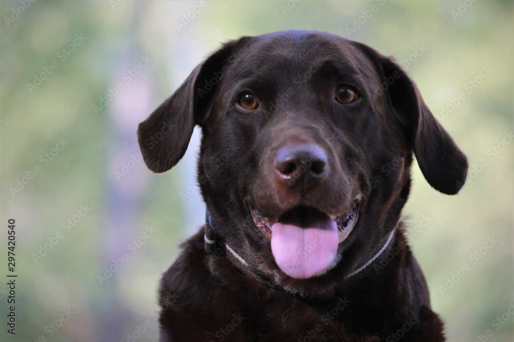 Labrador portrait