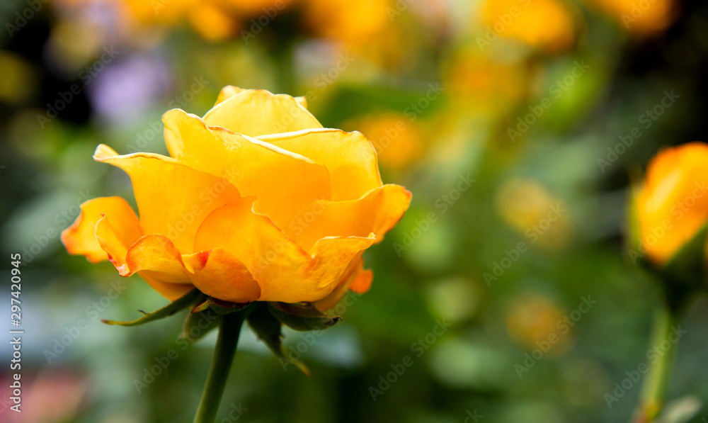 One blooming yellow rose bud in a summer garden on a background of blurred grass One blooming yellow rose bud in a summer garden on a background of blurred grass