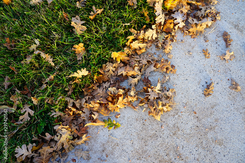 The fall season  leaf falling in natural park