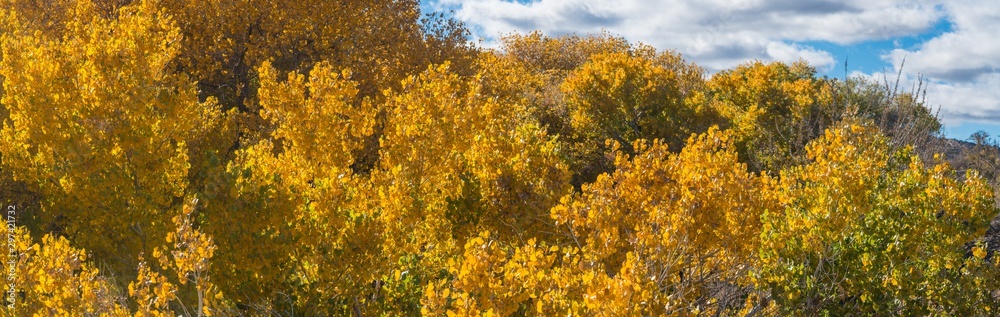 Golden Leaves Hang on Fall Trees