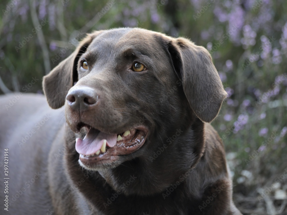 Portrait of brown chocolate labrador Portrait of brown chocolate labrador