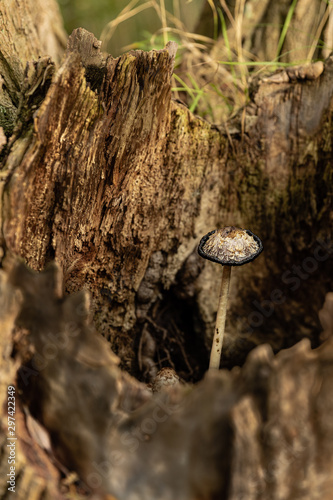Mushroom in a trunk
