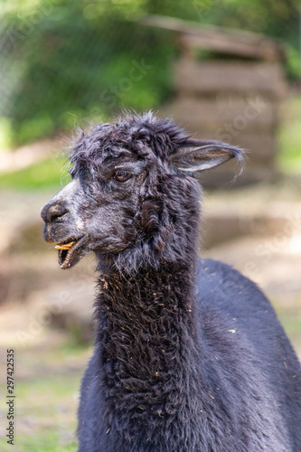 Funny black alpaca