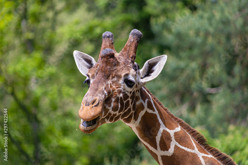 Giraffe chewing and watching