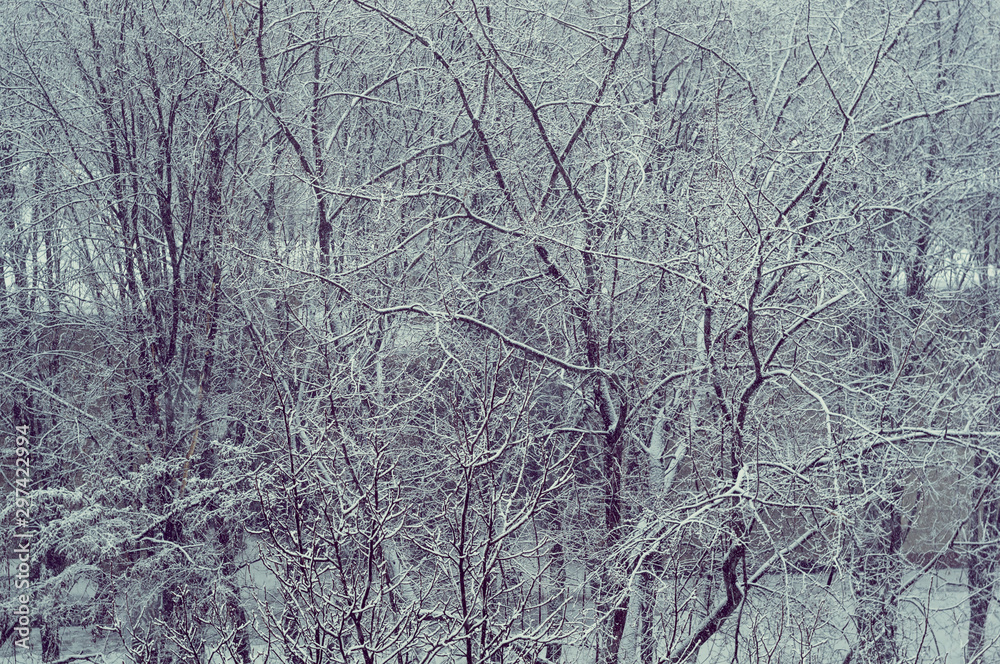 Winter urban frosty landscape - snow covered trees on foggy background Winter urban frosty landscape - snow covered trees on foggy background