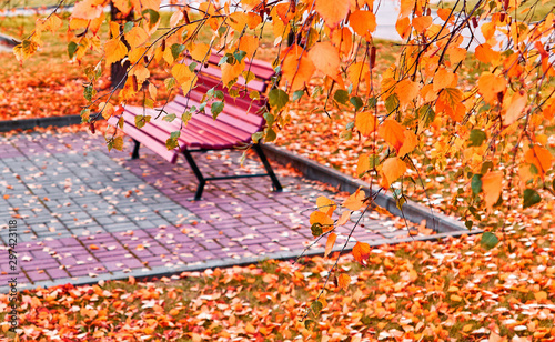Autumn park in campus of famous Russian university with red orange fallen leaves and trees