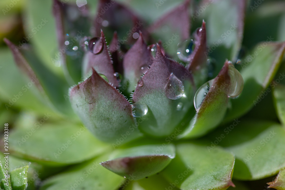 closeup of green succulent with rain drops closeup of green succulent with rain drops