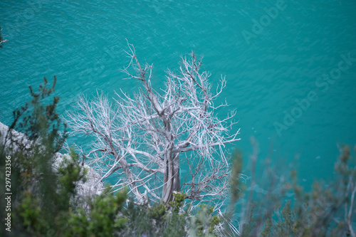 Árbol muerto con mucha agua