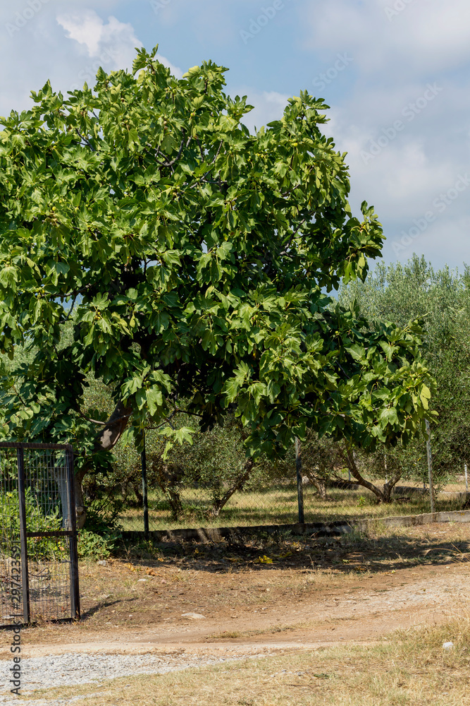 Naklejka premium Ripening figs hanging on a tree