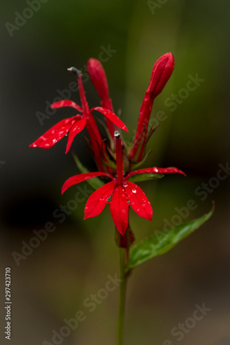 red flower on black background