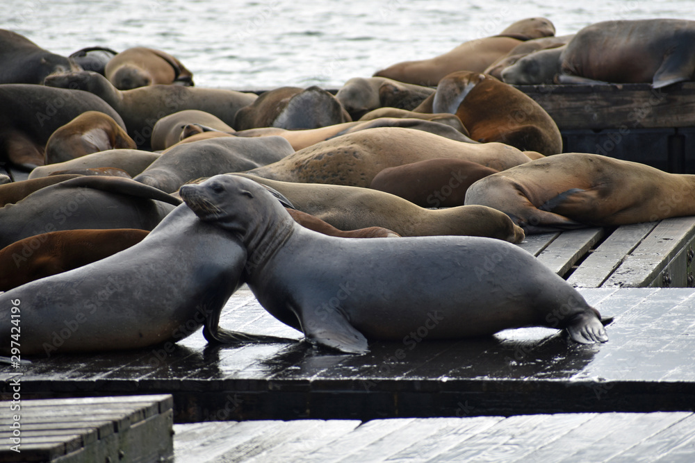 Fototapeta premium Sea Lions at Pier 39