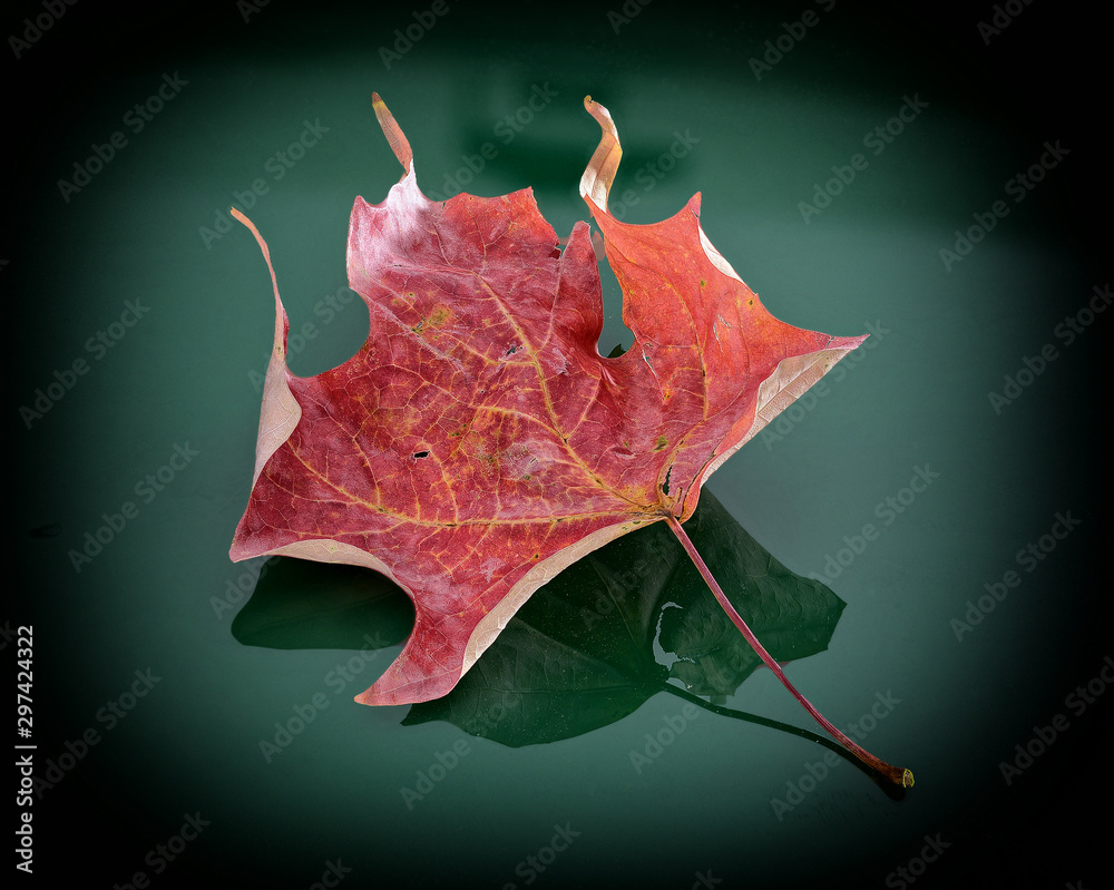 Naklejka premium red maple leaf on green background