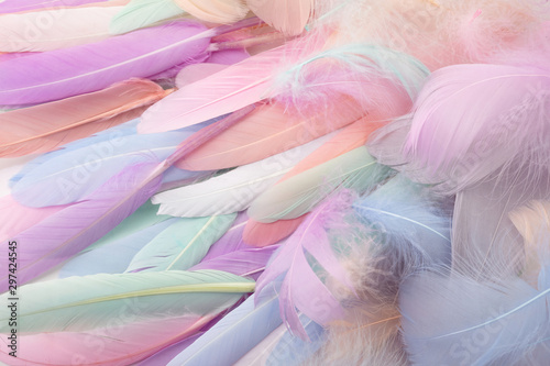 Close up to bright colorful feathers background. Top view