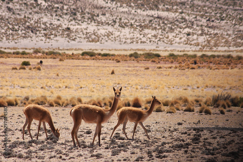 Wild Vicunas on the Bolivia plateau