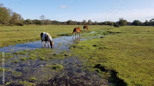 New forest ponies in a stream near Brockenhurst in October 2019 photo