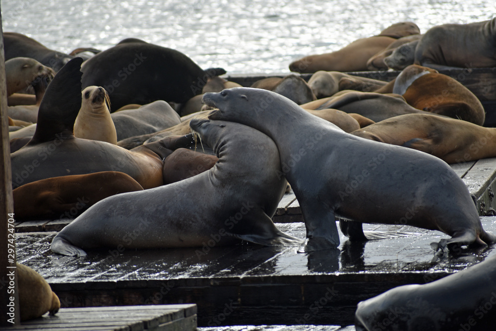 Fototapeta premium Sea Lions at Pier 39