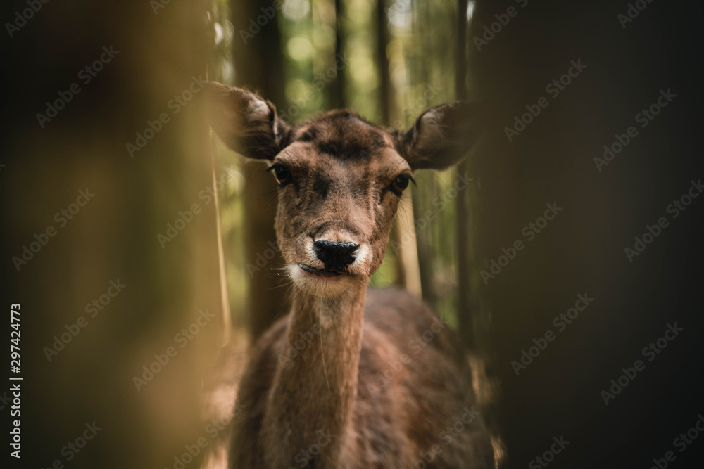 Obraz premium Reh kaut nicht