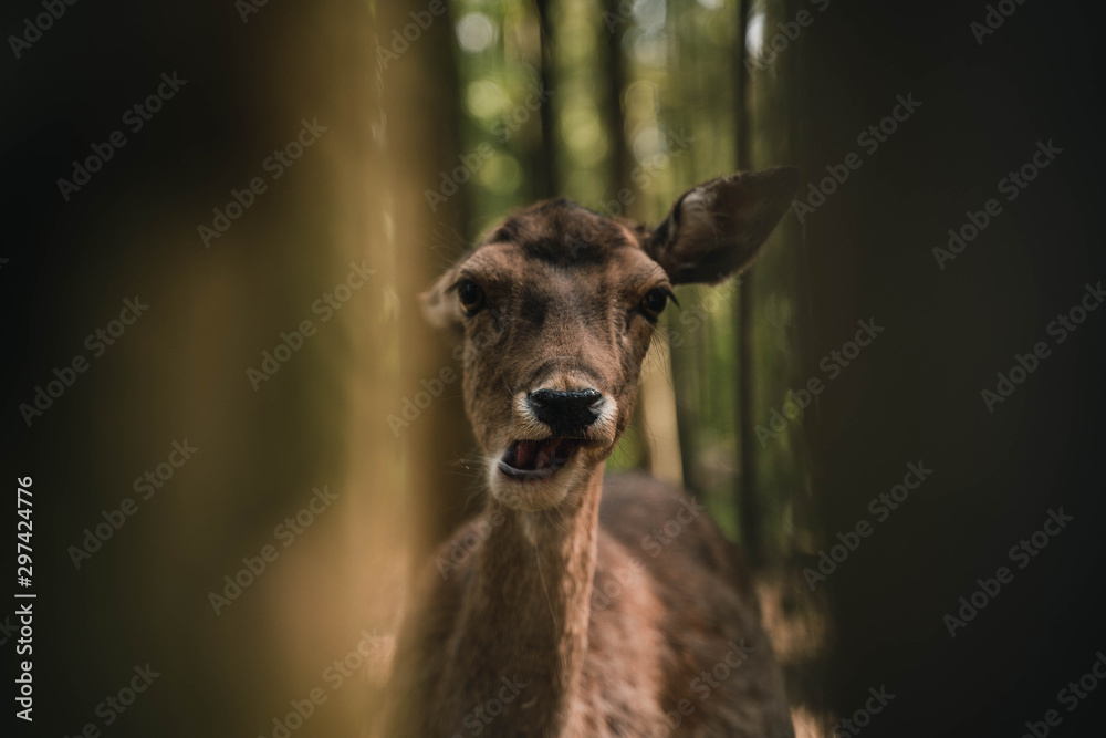 Obraz premium Reh kaut