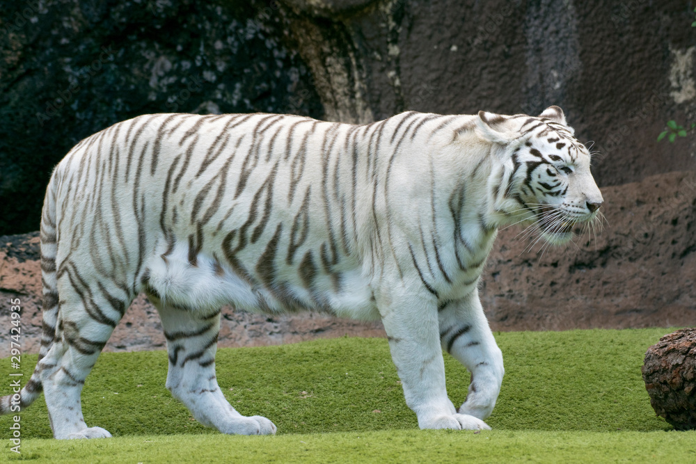 Obraz premium Tigre blanco