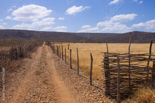 A road going into a yellow grass field bordered by a wooden fence with barbed wire under a blue sky with some clouds. Interior of Piau    Brazil.