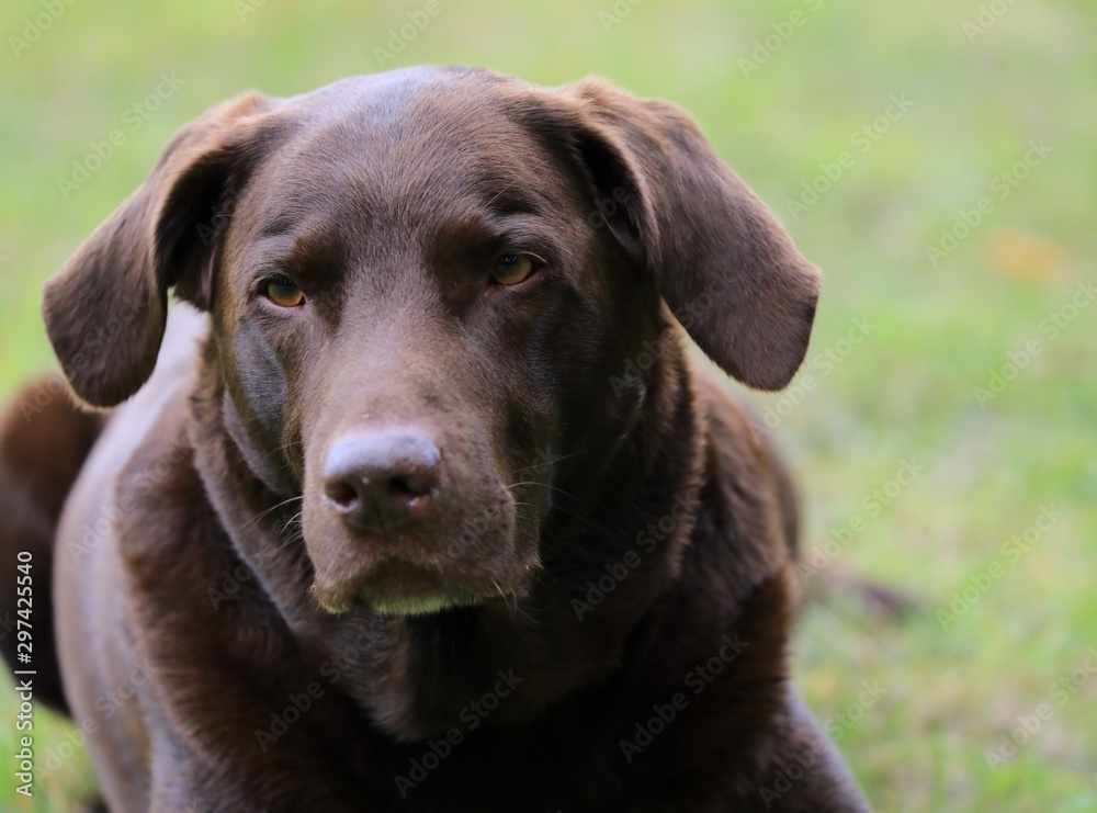 Brown labrador