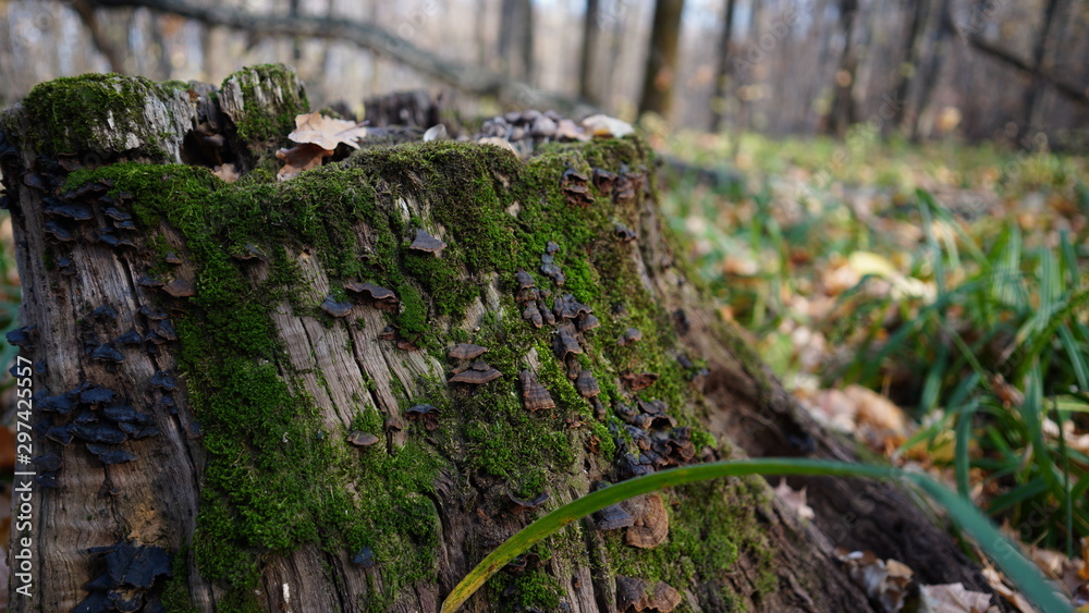 green moss grows on the tree. Natural moss in the forest covered with moss tree. green moss on grunge texture, background green moss grows on the tree. Natural moss in the forest covered with moss tree. green moss on grunge texture, background
