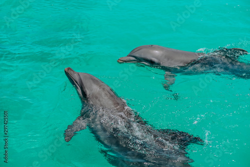 two dolphins are playing in the natural environment, in the ocean