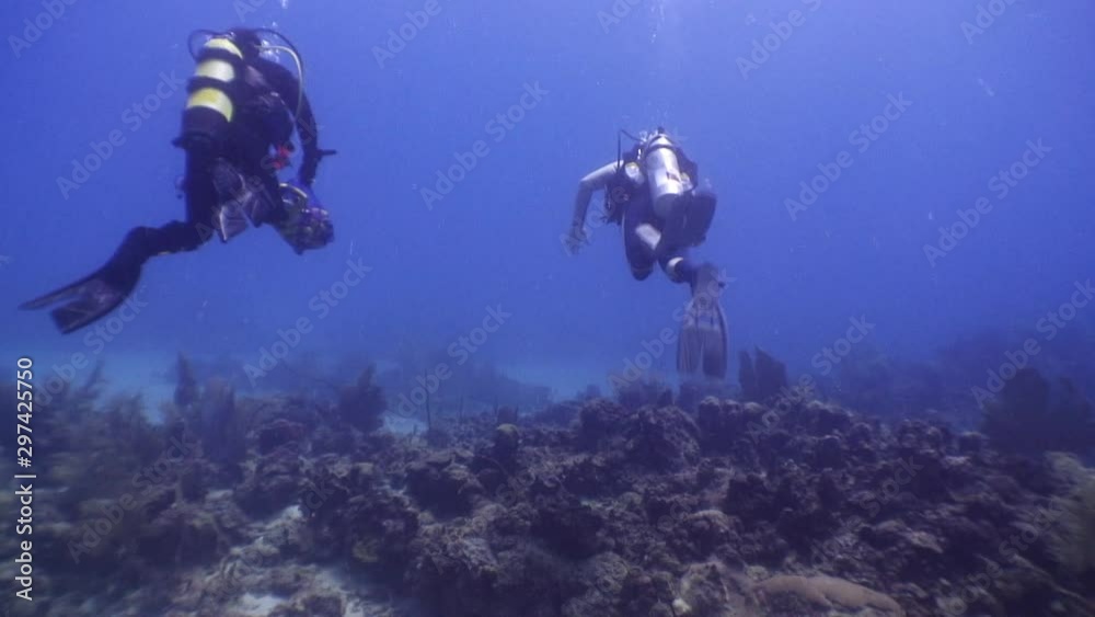 custom made wallpaper toronto digitalTwo divers from behind, swimming with tubes and camera equipment, wide shot