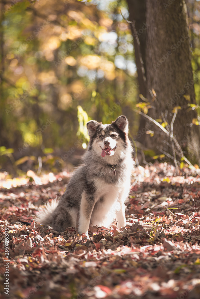Dog Posing in the woods with fall color in the midwest