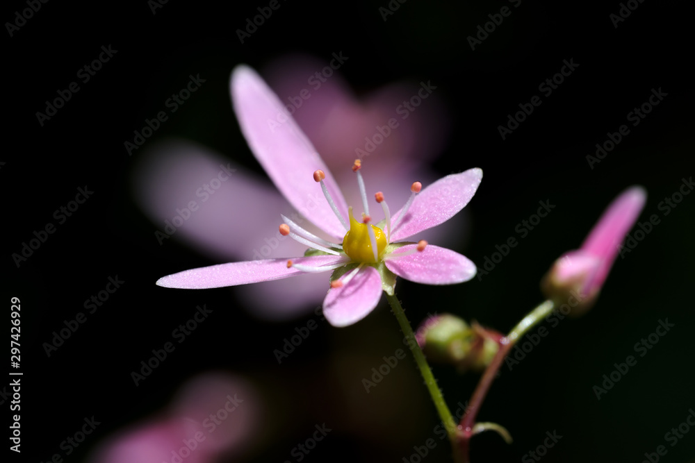 Fototapeta premium ピンクの花の大文字草