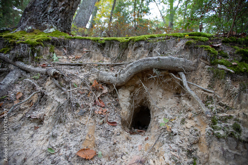 fox hole along hiking trail at calvert cliffs state park in calvert county southern maryland usa