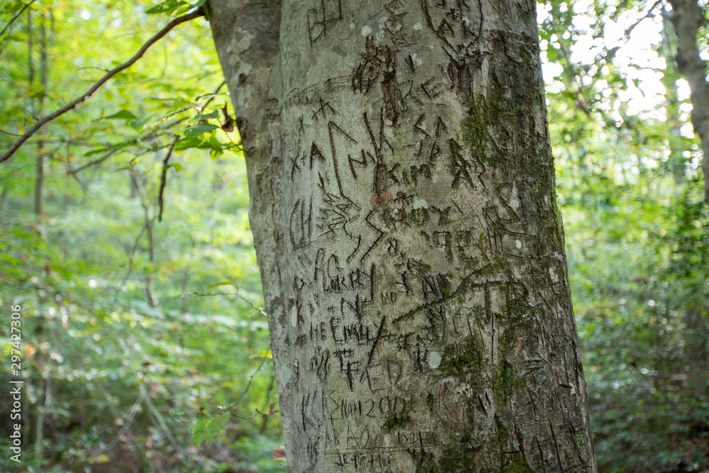 initials carved on tree trunk along hiking trail in calvert county southern maryland usa initials carved on tree trunk along hiking trail in calvert county southern maryland usa