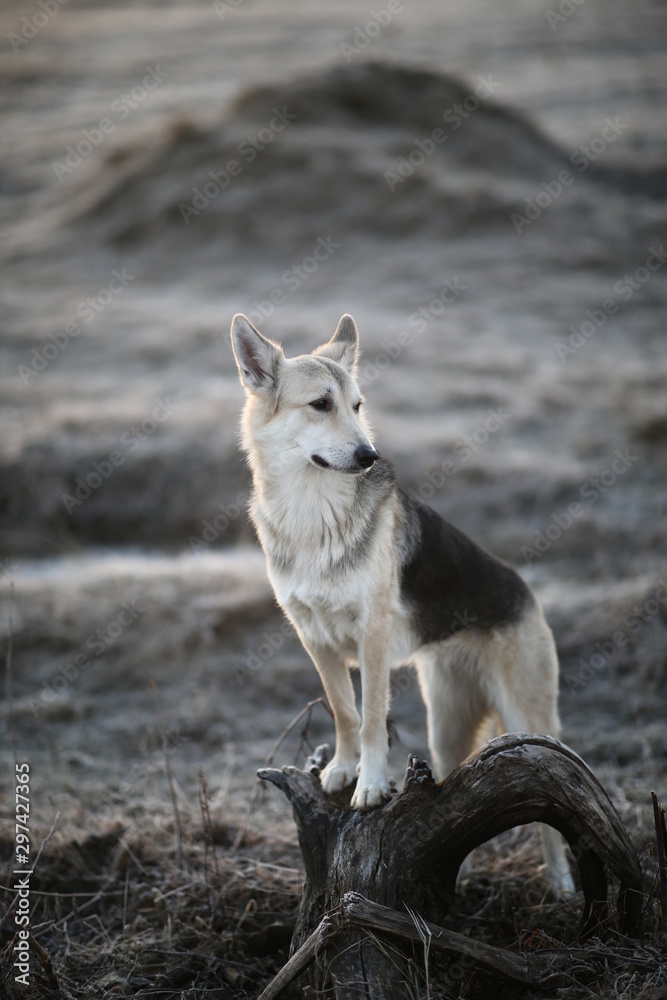 Obraz premium Charismatic dog at walk in winter at dawn