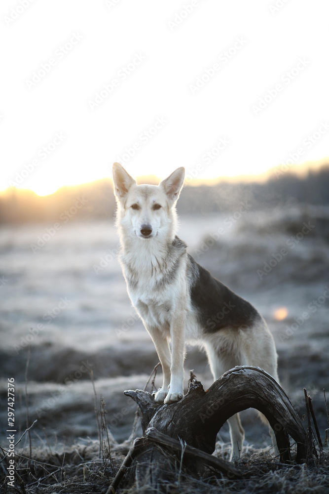 Obraz premium Charismatic dog at walk in winter at dawn