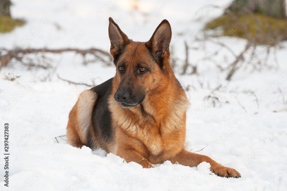 German Shepherd lies on snow