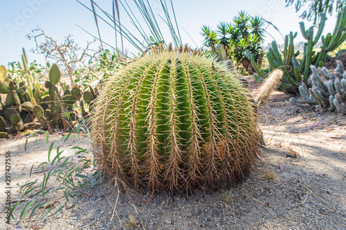 barrel cactus