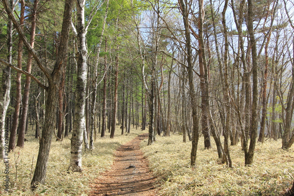 Obraz premium 八ヶ岳